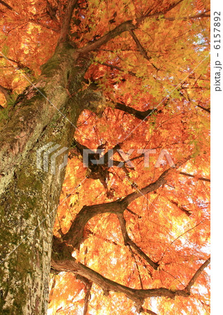 晩秋の落羽松（沼杉）の黄葉　高知城公園　高知県庁　2012.11.27撮影 6157892