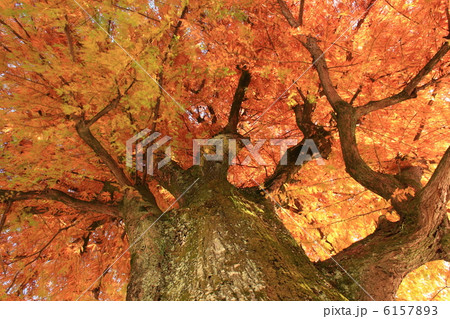 晩秋の落羽松（沼杉）の黄葉　高知城公園　高知県庁　2012.11.27撮影 6157893