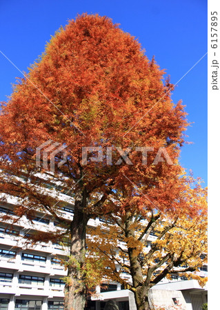 晩秋の落羽松（沼杉）の黄葉　高知城公園　高知県庁　2012.11.27撮影 6157895