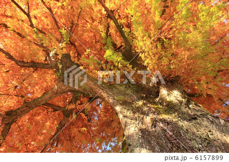 晩秋の落羽松（沼杉）の黄葉　高知城公園　高知県庁　2012.11.27撮影 6157899
