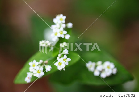 蕎麦の花 蕎麦の花 6157902