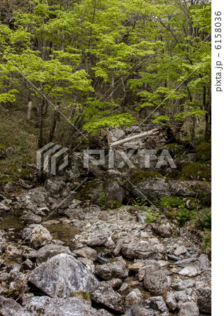 新緑の大台ケ原 新緑の大台ケ原 6158036