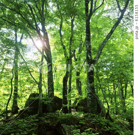 白神山地のブナ林 白神山地のブナ林 6158155
