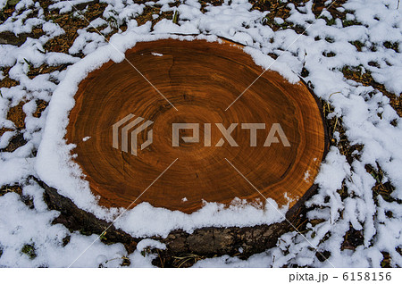 雪の中の切り株 雪の中の切り株 6158156