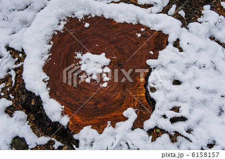 雪の中の切り株 雪の中の切り株 6158157