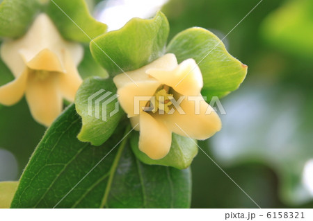 カキの花 カキの花 6158321