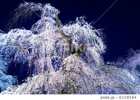 桜 「奥秩父・清雲寺」 枝垂れ桜 ライトアップ 6158564