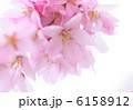 紅枝垂れ 6158912