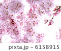 紅枝垂れ 6158915