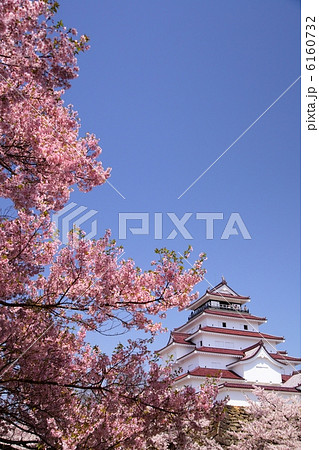 桜と鶴ヶ城　福島県会津若松市 6160732