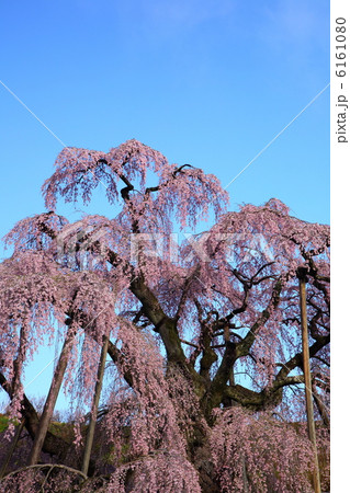 三春の滝桜 6161080