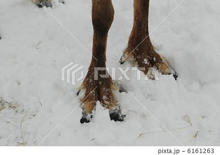 トナカイ 6161263