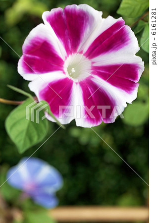 曜白朝顔 曜白朝顔 6161281