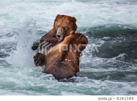 Bear on Alaska 6161389