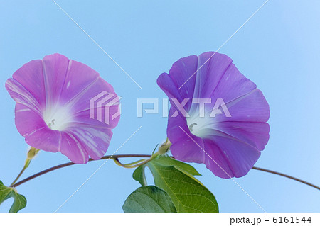 アサガオ 6161544