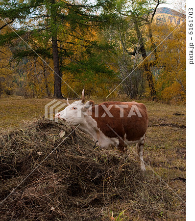 Eating cow 6161703