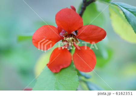 真っ赤な木瓜の花 真っ赤な木瓜の花 6162351