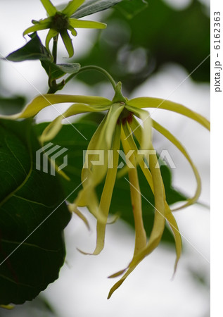 イランイラン 6162363