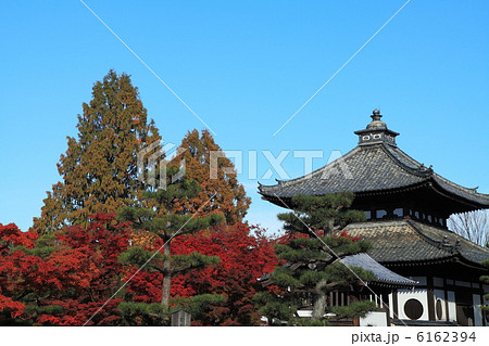 秋の東福寺境内のもみじ 6162394
