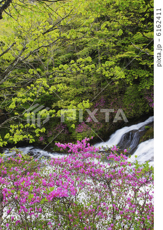トウゴクミツバツツジ咲く竜頭の滝 6162411