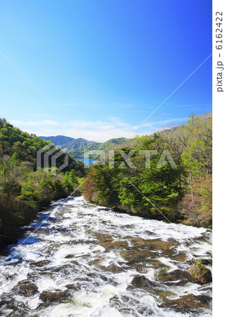 トウゴクミツバツツジ咲く竜頭の滝 6162422