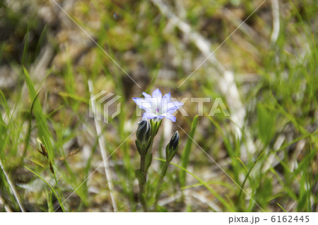 タテヤマリンドウ タテヤマリンドウ 6162445
