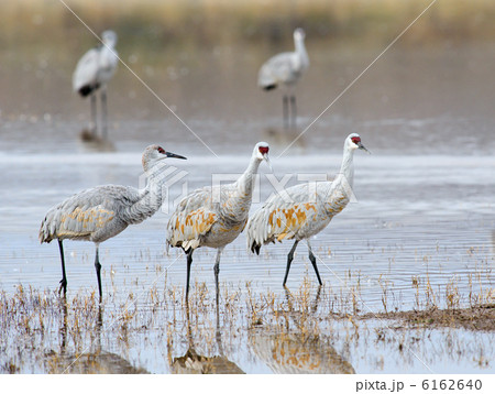 カナダヅル 6162640