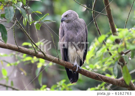 Lesser Fish Eagle（コウオクイワシ） 6162763