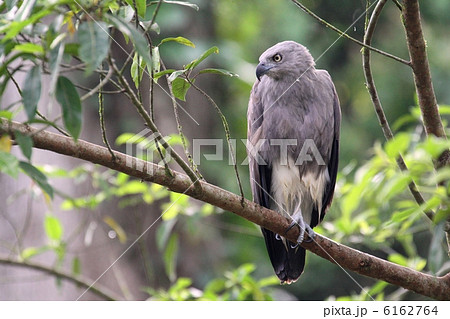 Lesser Fish Eagle（コウオクイワシ） 6162764