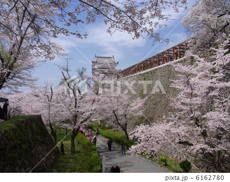 鶴山公園の桜 6162780