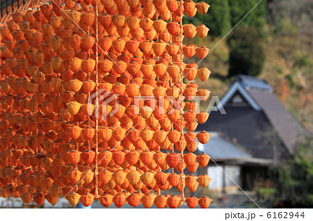 串柿の里 6162944