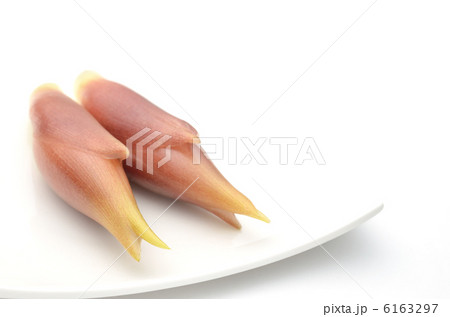 みょうが　白い皿 6163297