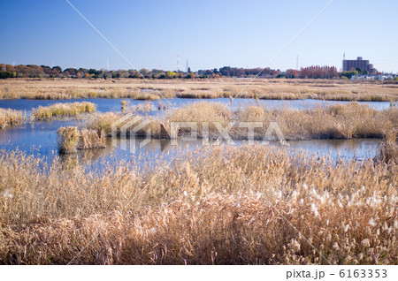 広大な見沼田んぼ 広大な見沼田んぼ 6163353