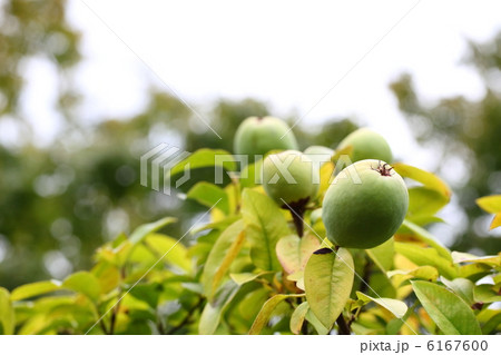 カリンの実 6167600