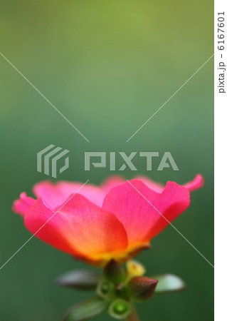 ポーチュラカ 6167601