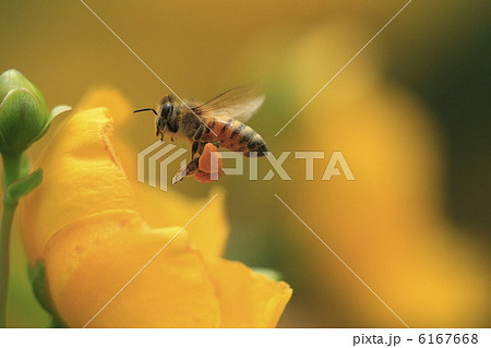 ミツバチの飛行 花粉だんごを後脚の花粉かごにつけて運ぶ 花は金糸梅の