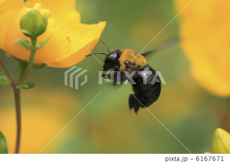 マルハナバチの飛行　花は金糸梅 6167671
