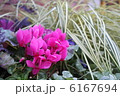 ピンクのシクラメン 6167694