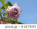 薄紫のバラ 6167695