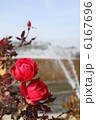 赤いバラ 6167696