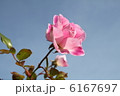 バラと空 6167697