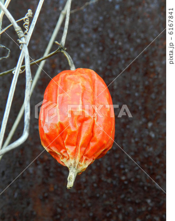 カラスウリ（烏瓜） 6167841