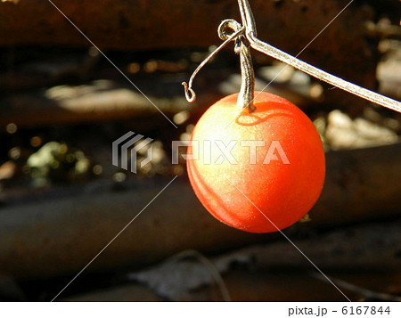 カラスウリ（烏瓜） 6167844