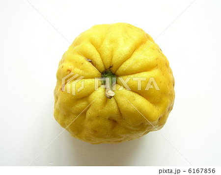 大きい柚子　獅子柚子 6167856