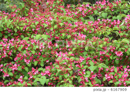 タニウツギ 6167909