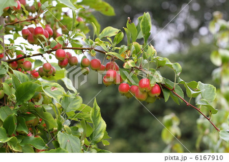 クラブアップル 6167910