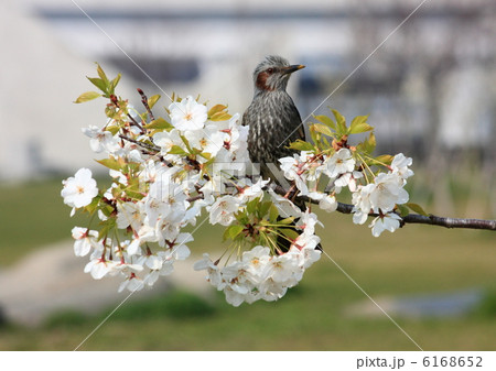 桜と野鳥 桜と野鳥 6168652