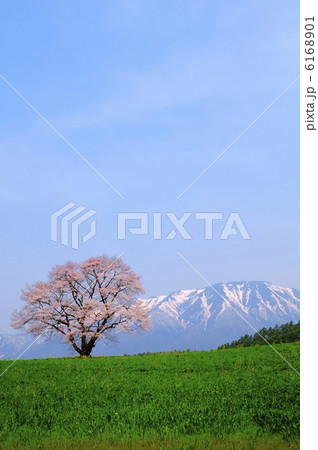 一本桜 岩手山 一本桜 岩手山 6168901