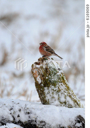 オオマシコ 6169069