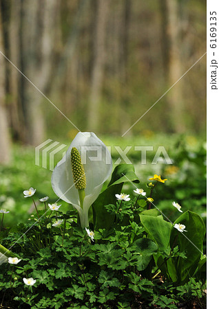 飯綱高原のむれ水芭蕉園のミズバショウとニリンソウ 飯綱高原のむれ水芭蕉園のミズバショウとニリンソウ 6169135